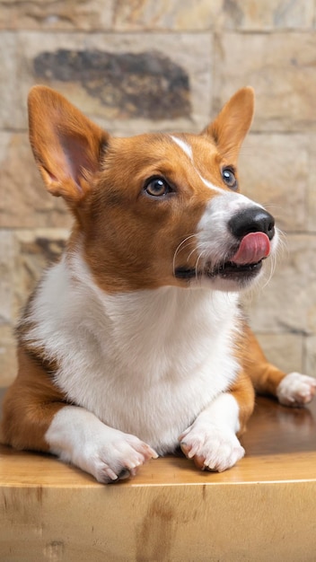 Um estúdio de fotografia de animais de estimação corgi pembroke galês masculino isolado com fundo azul vestido e decoração de natal