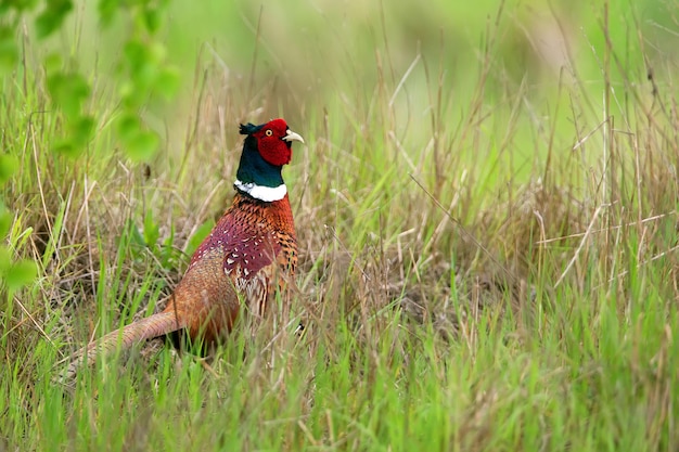 Um faisão em um campo de grama