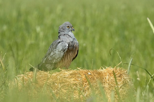 Um falcão cinza senta-se em um fardo de feno em um campo.