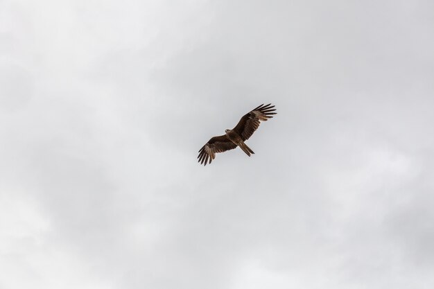 Um falcão voa no céu à procura de presas nas montanhas da Mongólia Altai.