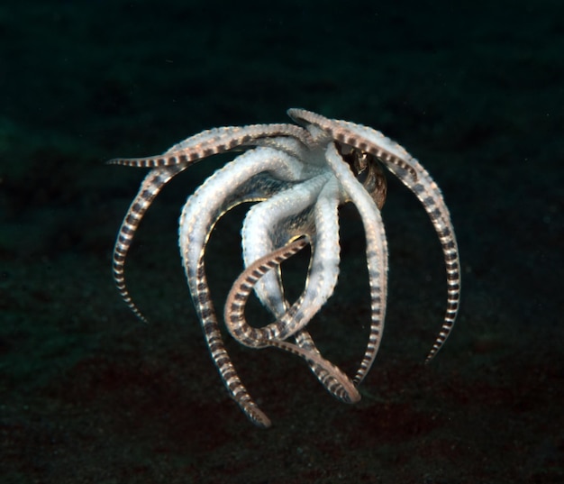 Um fantástico polvo mímico - Thaumoctopus mimicus nada ao longo do fundo do mar. Vida marinha de Bali.