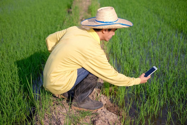 Um fazendeiro asiático senta e tira fotos de plantas de arroz com um smartphone em um campo verde.