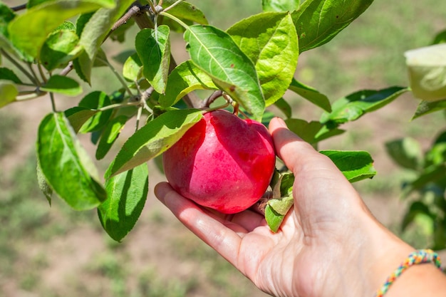 Um fazendeiro coleta maçãs vermelhas maduras penduradas em um galho de maçã em um dia ensolarado de verão Cultivando frutas colhendo