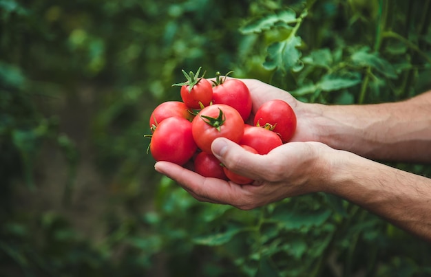 Um fazendeiro colhe tomates no jardim. foco seletivo. natureza.