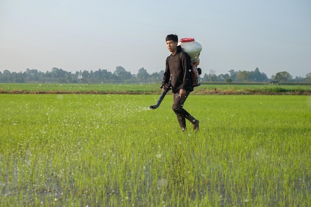 Foto um fazendeiro da ásia está usando um knapsack mist duster para plantar fertilizantes químicos em sua fazenda de arroz verde