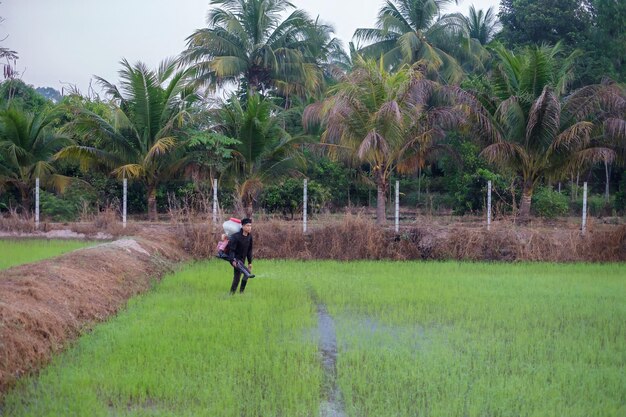 Foto um fazendeiro da ásia está usando um knapsack mist duster para plantar fertilizantes químicos em sua fazenda de arroz verde