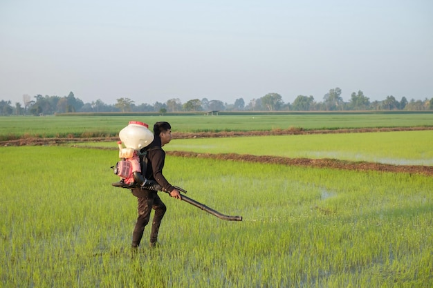 Um fazendeiro da Ásia está usando um Knapsack Mist Duster para plantar fertilizantes químicos em sua fazenda de arroz verde