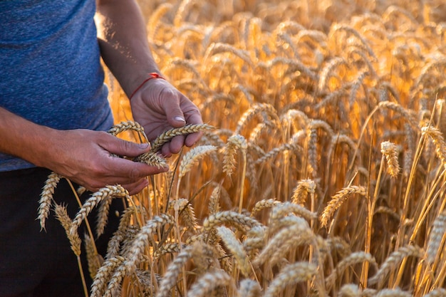 Um fazendeiro em um campo de trigo verifica a natureza do foco seletivo