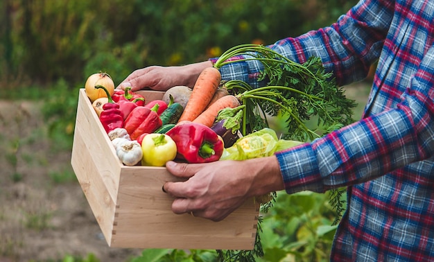 Um fazendeiro mantém vegetais no jardim Foco seletivo