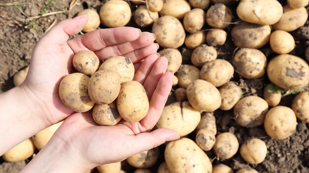 Um fazendeiro segura uma jovem batata amarela recém-retirada do solo em uma horta. Colheita e trabalho sazonal no campo. legumes frescos nas mãos femininas no jardim. Agricultura.