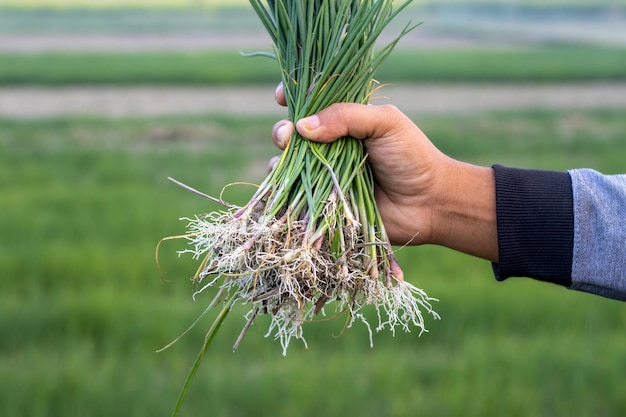 Um fazendeiro segurando plantas jovens de cebola no campo agrícola