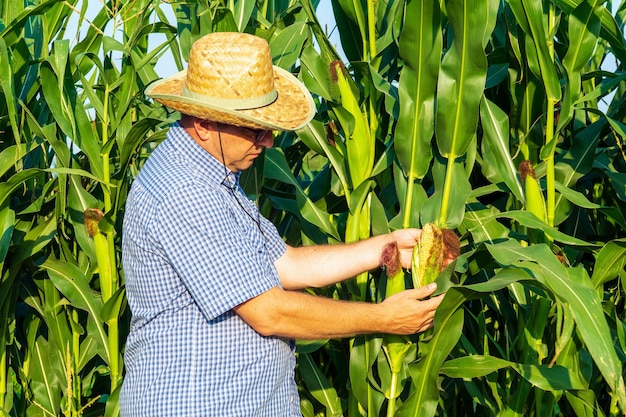 Um fazendeiro usando um chapéu verifica a alta safra de milho antes de colher agrônomo no campo