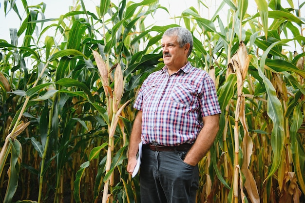 Um fazendeiro verifica a alta safra de milho antes da colheita. Agrônomo no campo
