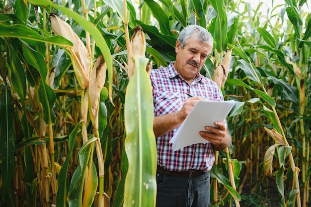 Um fazendeiro verifica a safra de milho antes da colheita. Agrônomo no campo