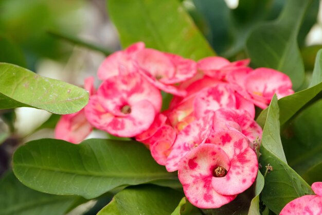 Um feixe de flores cor-de-rosa de Cristo espinho no ramo com folhas
