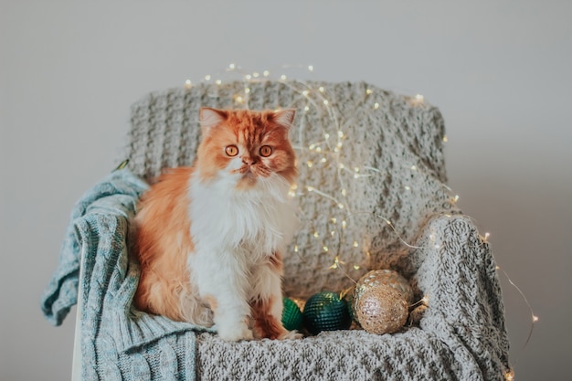 Um felino gato ruivo está sentado em uma cadeira coberta com um cobertor de tricô.