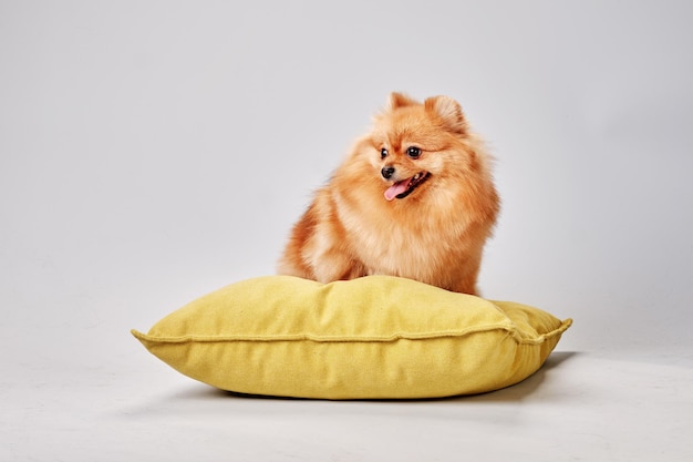 Um feliz pomeranian senta-se em um travesseiro amarelo em um fundo cinza
