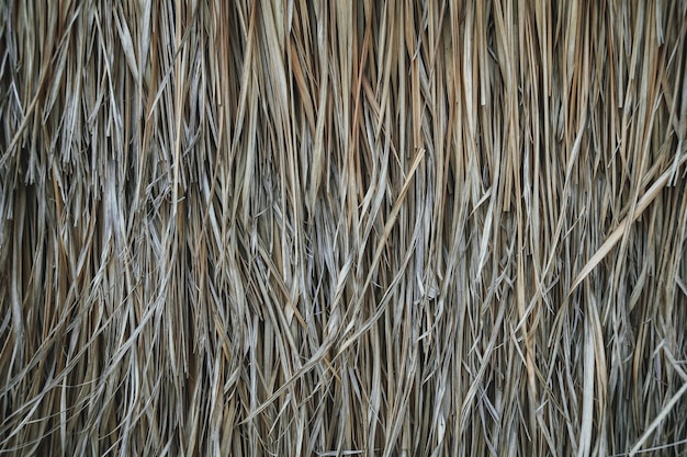 Um feno de telhado de palha ou fundo de grama seca Textura de telhado de feno de grama Textura de fundo de telhado de palha seca Fundo abstrato por grama seca e amarela