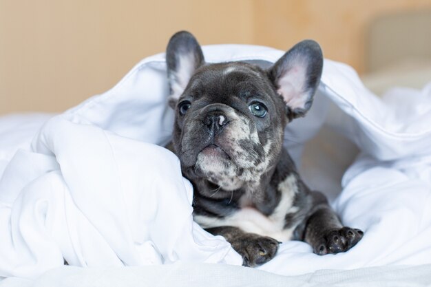 Um filhote de buldogue francês deitado em uma cama sob um cobertor em casa