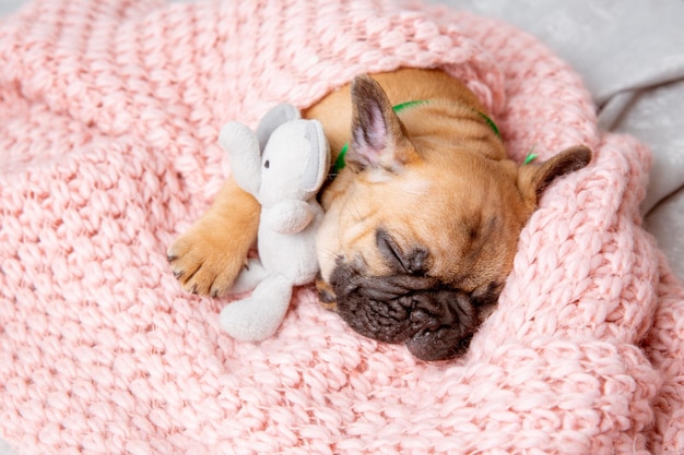 Um filhote de buldogue francês dorme com um brinquedo em um cobertor