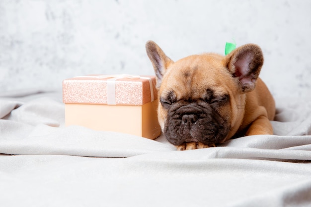 Um filhote de buldogue francês dorme com uma caixa de presente em um fundo cinza