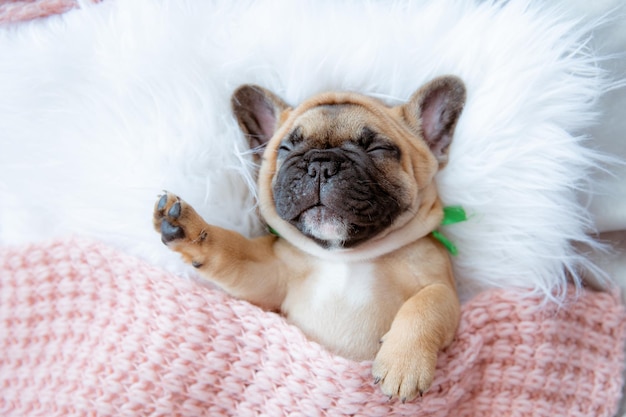 Um filhote de buldogue francês dorme em uma vista superior do cobertor