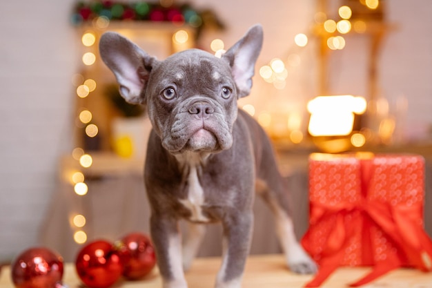 Um filhote de buldogue francês em animais de estimação fofos de fundo de ano novo