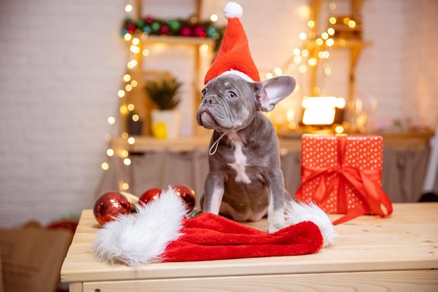 Um filhote de buldogue francês em um chapéu de Papai Noel em um fundo de ano novo