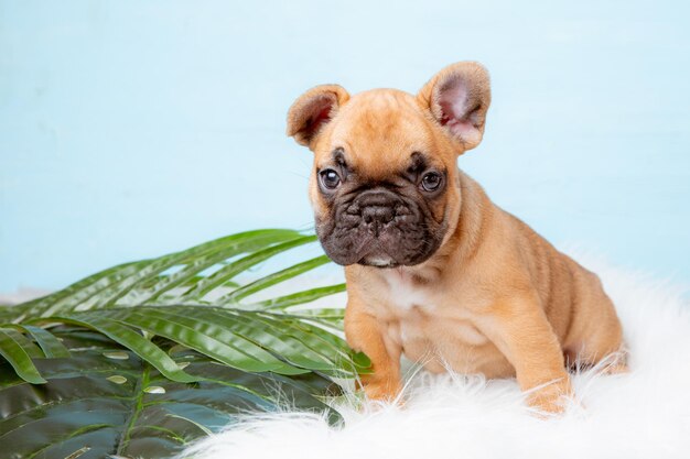 Um filhote de buldogue francês em um fundo azul