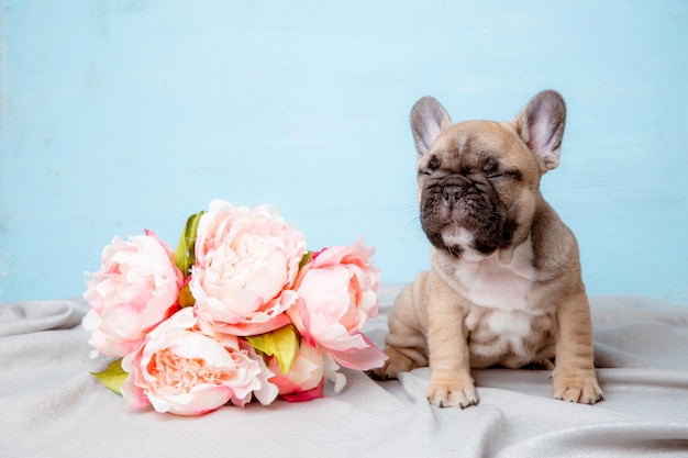 Um filhote de buldogue francês em um fundo azul