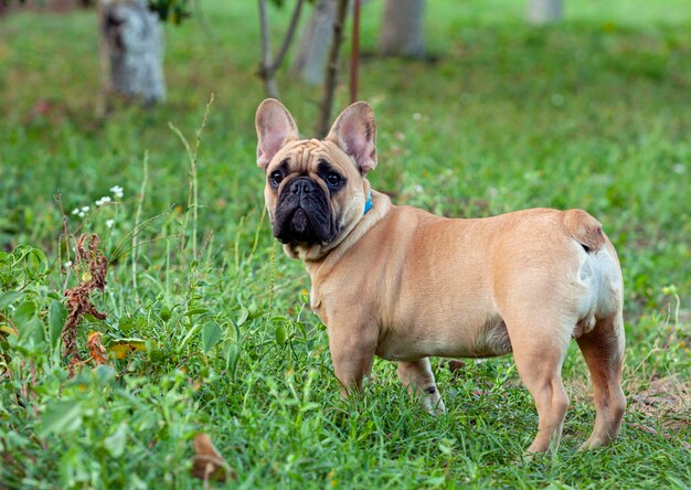 Um filhote de buldogue francês está descansando no país