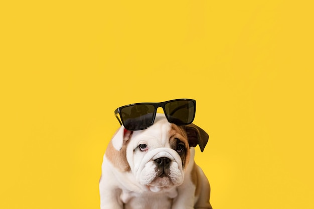 Um filhote de bulldog inglês em um fundo amarelo Um cão puro-sangue com óculos escuros Animais de estimação