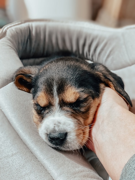 Um filhote de cachorro beagle de um mês está deitado em sua cama e dorme docemente contra o fundo de uma atmosfera doméstica borrada e um bokeh de corações.