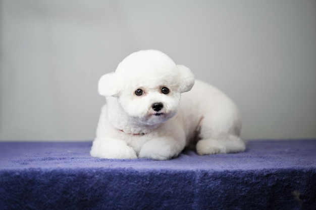 Um filhote de cachorro bichon frise após a primeira limpeza em um fundo cinza