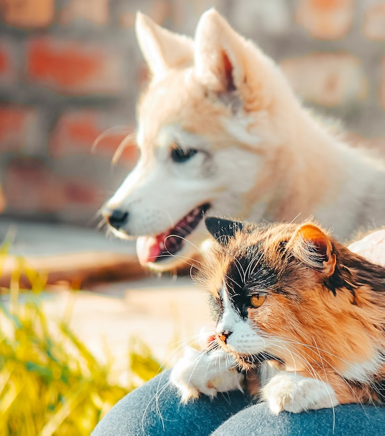 Foto um filhote de cachorro de um husky siberiano ocidental caçador e um gato. bichinhos fofos.