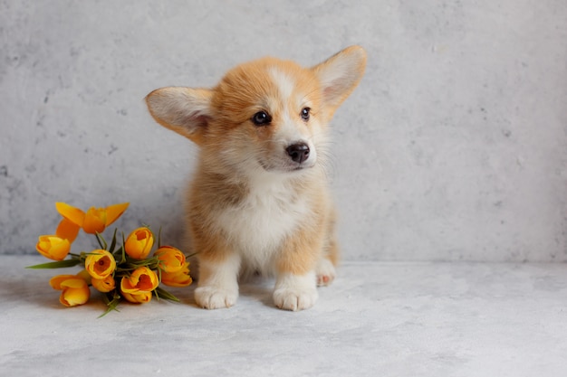 um filhote de cachorro Pembroke Welsh Corgi senta-se ao lado de flores