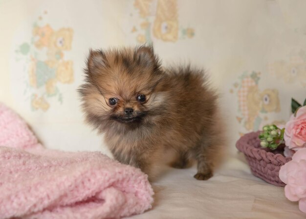 Um filhote de cachorro Pomeranian fofo muito pequeno fica de lado em suas patas
