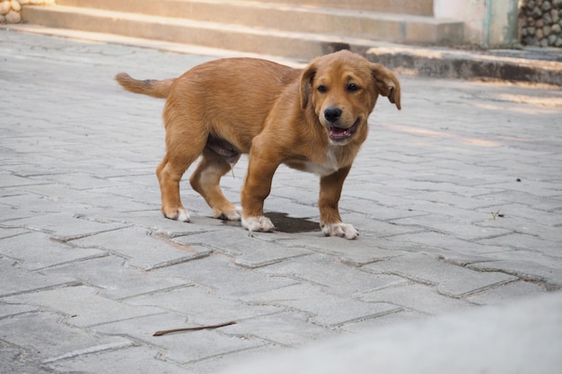 Um filhote de cachorro urinando no chão em sua casa.