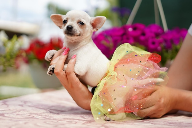 Foto um filhote de chihuahua branco fofo, engraçado e feliz senta-se nas mãos de uma garota no verão, tarde ensolarada