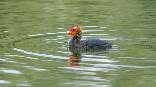 Foto um filhote de coot nada atrás de sua mãe através do lago na primavera