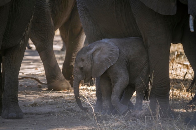 Foto um filhote de elefante de pé em terra