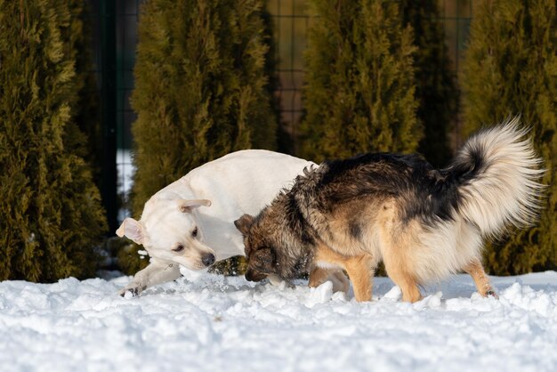 Um filhote de labrador está segurando uma grande bola de neve nos dentes e um vira-lata está tentando alcançá-lo