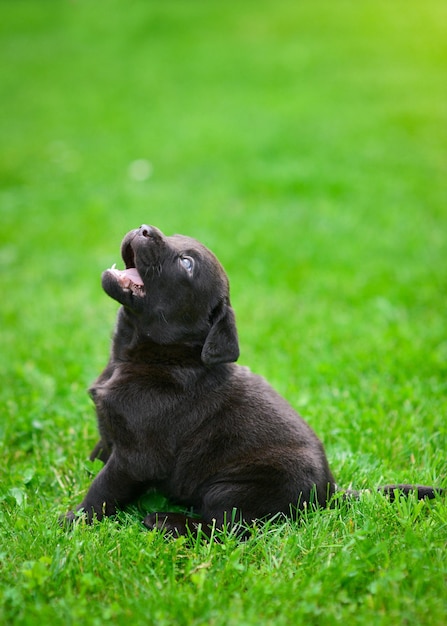 Um filhote de labrador marrom está jogando. filhote de labrador na grama verde.