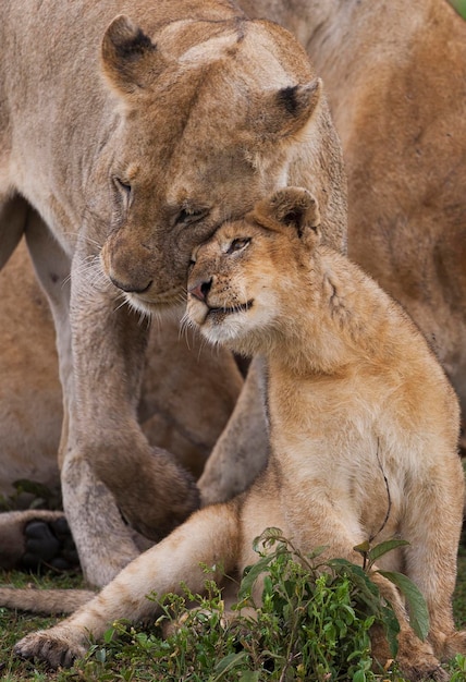 Um filhote de leão e sua mãe, Panthera leo, se aconchegando no Parque Nacional Serengeti, na Tanzânia
