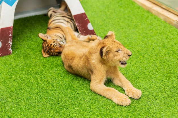 Um filhote de leão sentado em uma grama em frente a um filhote de tigre dormindo no Safari World Bangkok Tailândia