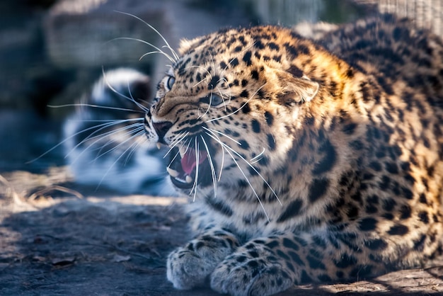 Um filhote de leopardo assobia e rosna com a boca aberta e grandes presas Bigode branco comprido Orelhas pressionadas Manchas pretas em lã branca e marrom Foco seletivo O fundo está embaçado