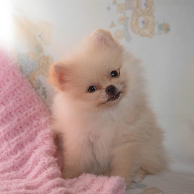 Um filhote de Pomeranian muito pequeno está sentado ao sol em um cobertor rosa