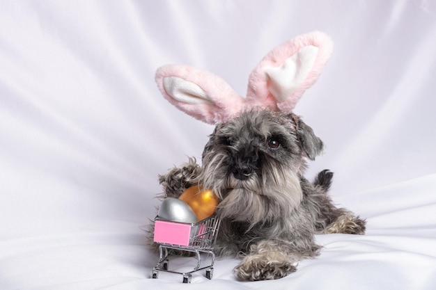 Um filhote de Schnauzer miniatura em orelhas de coelho rosa deitado ao lado de um telefone e um carrinho com ovos de Páscoa pintados Venda de Páscoa