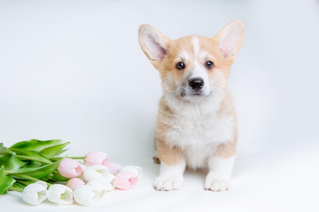 Um filhote de Welsh corgi com um buquê de flores da primavera senta-se em um fundo branco