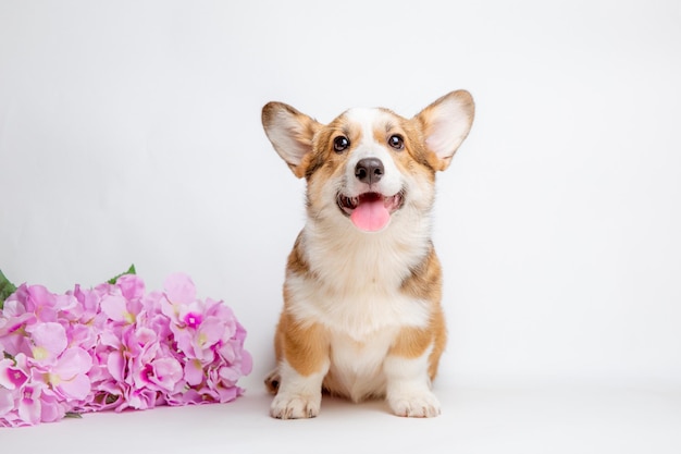 Um filhote de welsh corgi senta-se com um buquê de flores em um fundo branco